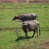 Wasserbüffel, Indien