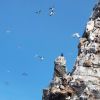 Die Vögel der Insel Hornoya